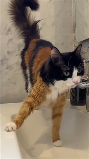 @thejacketcat: #cat #catlover #kitty