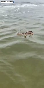 1.1M views · 1.1K reactions | Not swimming today. Michael Guarneri saw this large snake swimming in the water at Hernando Beach, Florida.  | The National Desk - TND | Facebook