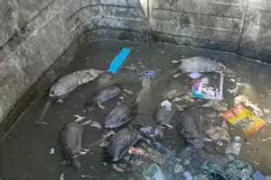 Horrifying video shows huge dead rats in flooded and filthy Glasgow bin