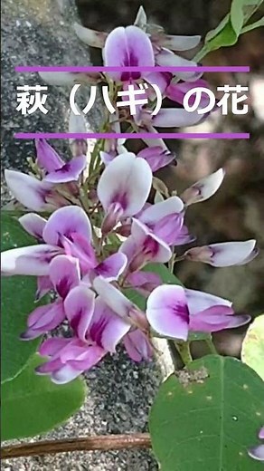 ハギの花 #shorts #ハギ（萩） ＃花言葉 ＃秋の七草 ＃日本の秋の象徴的な花