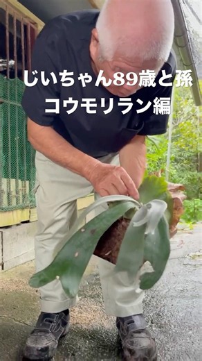 じいちゃん89歳と孫コウモリラン編 #ほんわか農園 #コウモリラン #じいちゃん