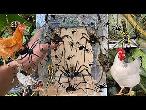 Hunting spiders around the chicken coop