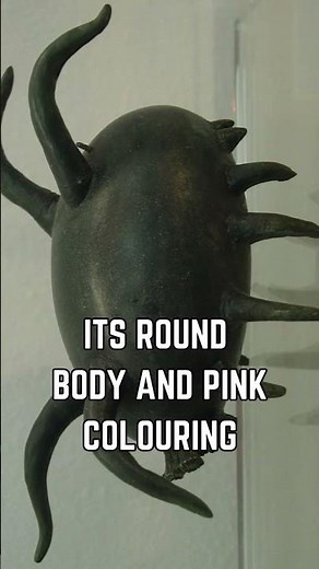 🐖 Meet the Sea Pig: The Ocean's Strangest Creature! 🌊