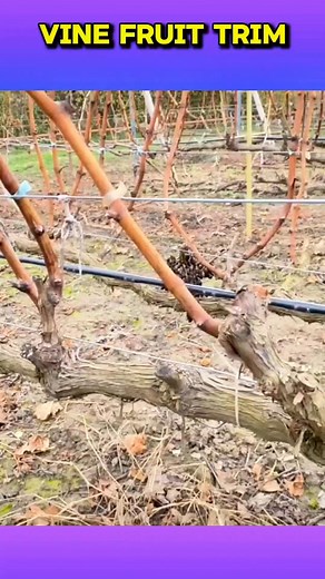 1.7K reactions · 70 shares | Pangkas pendek pohon anggur #pruning #anggur #vineyard #teknik | Saepul Rahman | Facebook