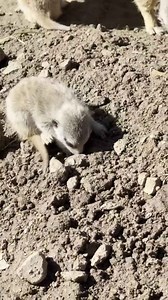 Adorable Meerkat Pups Venture Out to Explore at Oakland Zoo