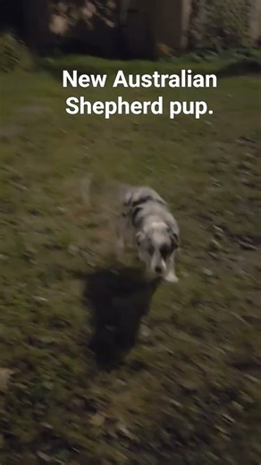 Australian Shepherd blue Merle puppy. #australianshepherd #puppy #aussie