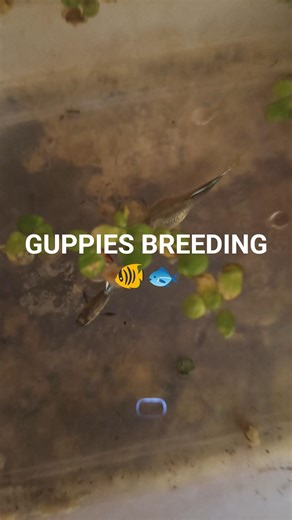 guppies breeding............... #viral #shorts #guppies