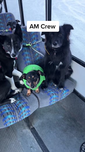 AM Crew on a cold winter day #alaska #dogs #busride | dog bus daycare