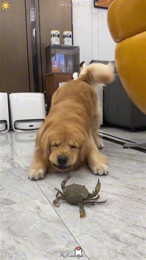 cute dog 🐶 #fyppppppppppppppppppppppp #happy #funnyvideos #dog #pet