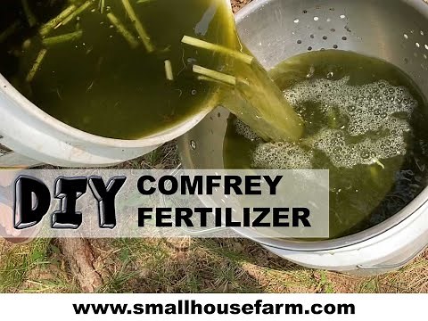 DIY COMFREY Fertilizer.. The ultimate plant food!