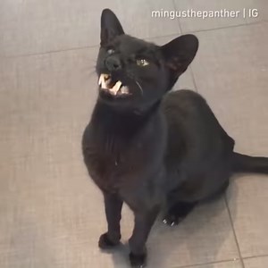 If Dracula had a cat, this would be it By mingusthepanther | IG | 9GAG Cute
