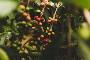Cotierra’s Biochar Tech Aims to Enrich Colombia’s Coffee Industry - CleanTechnica