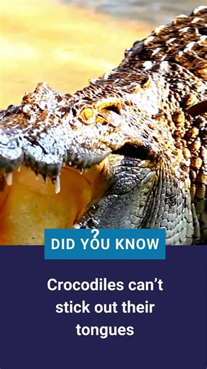 Ever seen a crocodile stick out its tongue? Nope—and you never will. Their tongues are locked in place by a membrane on the roof of their mouth. It helps them snap jaws shut underwater without biting their own tongue off. #TheMoreYouKnow #HowStuffWorks #Animals #Crocodile | Howstuffworks