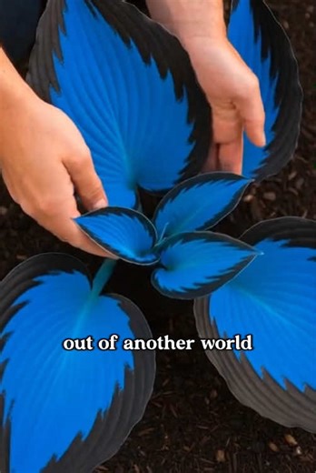 Low Maintenance Blue Hosta Seeds for Your Garden