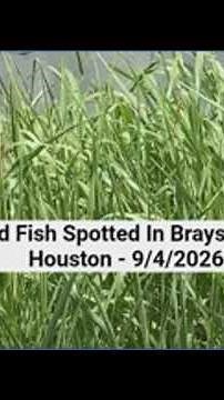 Dead fish spotted in Brays Bayou