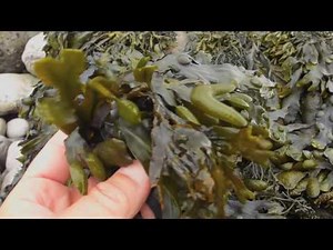 30 Second Survival Tip: Fucus Bladder Wrack:
