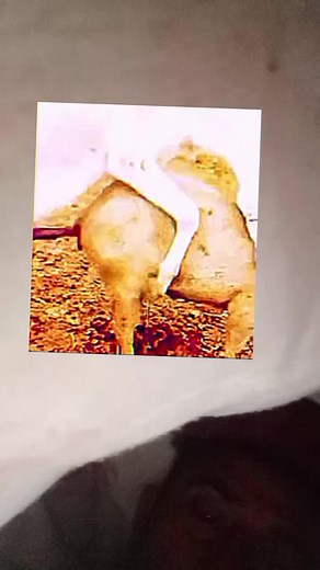 Horse Mating Encounters - Funny Animal Moments