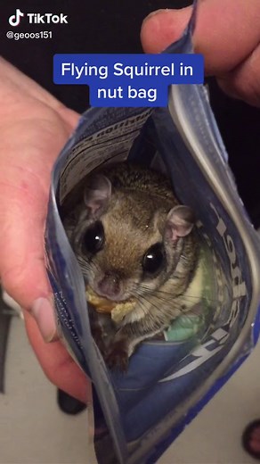 Aggressive Flying Squirrel Encounter | Southern Flying Squirrel Noises