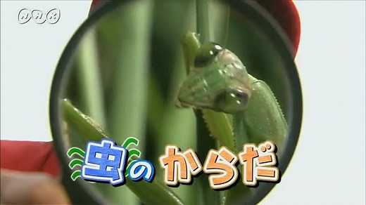 虫のからだ | ふしぎがいっぱい （3年） | NHK for School