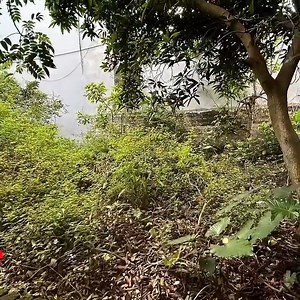 42K views · 1.1K reactions | This beautiful girl mowed the grass when her mother had died after her death her house was full of grass we tried to help her get rid of her sadness!!! part 2 | Love Lawn Care | Facebook