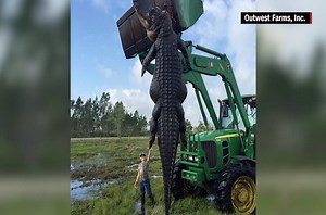 Whoa! A monster 780-pound gator was caught in Florida http://cnn.it/1RHc9Wc | CNN