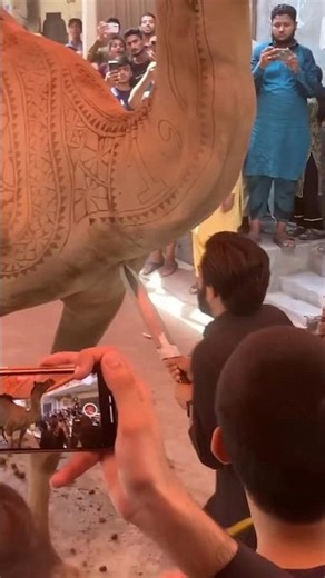 Camel Qurbani Video | Bakra Eid Qurbani Video #camel #cow #goat 😱