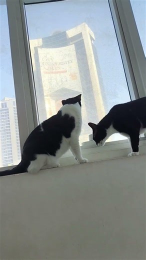 S1E75-5 - Window cat TV 😽🐾😸,#cat #petshub #animallovers #petsrule #catshorts #petlovers #cutecat