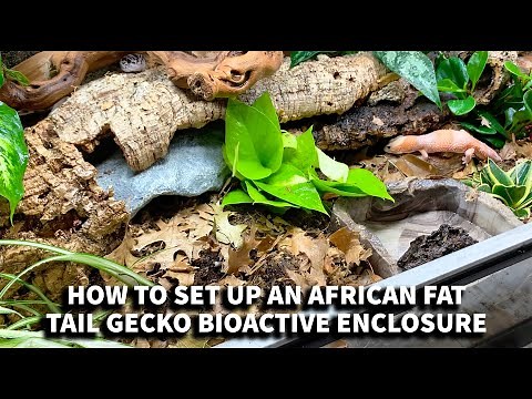 How to set up an African Fat Tail Gecko BioActive Enclosure with The Dude