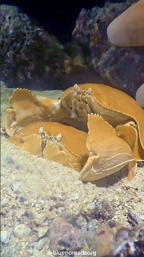 The Way These Crabs Carry Their Mates Around is Crazy.