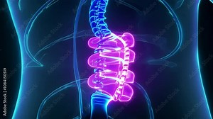 Human Anatomy: Lumbar Spine, Vertebrae, Intervertebral Discs, 3D Medical Illustration