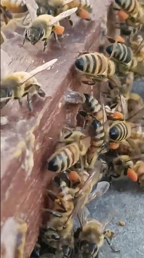 The Beautiful Life of Honey Bees 🐝🌺 Gathering Pollen #shorts