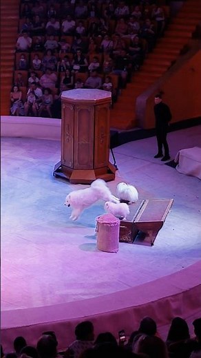 Amazing Dog Jumping Over a Rope in Circus Show