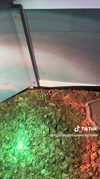 lightningmcqueentortoise on TikTok