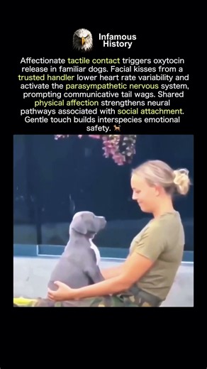 HOW PHYSICAL AFFECTION LOWERS DOG STRESS