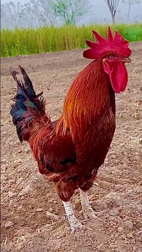 Rooster Sound “Cock-a-Doodle-Doo” | Real Farm Animal Voice #shorts