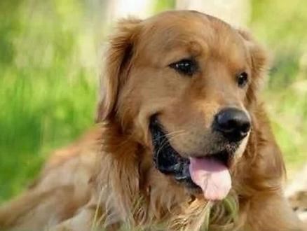 训练金毛定点大小便只需要5个步骤@馋不腻狗粮 #狗狗 #萌宠 - 抖音