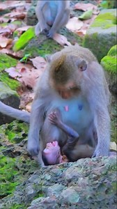 28K views · 502 reactions | Helpless Baby Monkey Elleyna Cries Out in Hunger, Her Tiny Body Trembling Desperately Without Her Mother’s Milk | Monkey history 2024 | Facebook