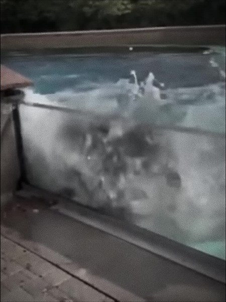 #CapCut my favourite animal😭💗 #seaworldisbad #captivitykills #orcatok #awearness #taylorswift #help #fyp #xyzbca