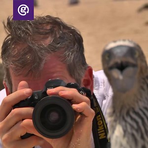 87K views · 792 reactions | Save on all Galápagos departures until 28 February 2019. With certified Naturalist Guides and five vessels to choose from, it’s never been easier to dive into nature’s workshop. | G Adventures | Facebook