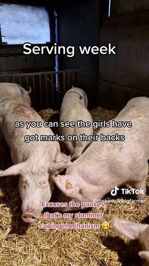 Monthly Action of a Boar in Pig Farming