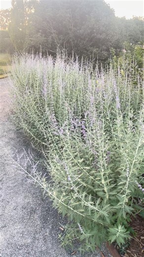 Good morning! Cutting back certain perennials makes a big difference when considering FLOWER POWER here at @mossmountainfarm This deer resistant Russian sage is an example. I cut this back in mid July and now look at it. Now at the end of October it is still showing off and feeding the pollinators! Do you grow Russian sage, and prune yours back in mid summer for fall bloom? #mossmountainfarm #paintingwithplants #asenseofplace #pallensmith #comeseeus #russiansageflowers #russiansage | P. Allen Sm