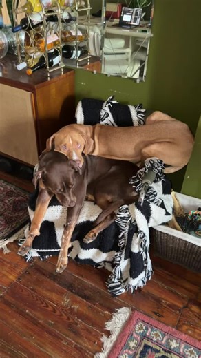 Archie has younger brother syndrome to the max. Cannot leave his brother alone even for one minute.
