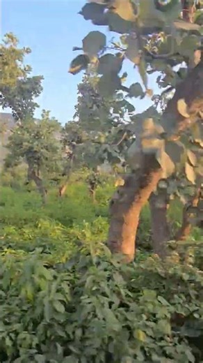 Sariska: Rajasthan's Hidden Gem 🐅 #shorstvideo #viral