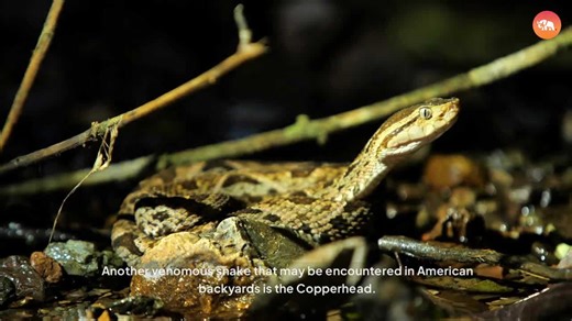 🚨Most Common Snakes You’ll Find in American Backyards