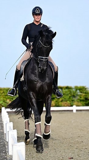 ✨️ 𝗛𝗲𝗹𝗹𝗼 𝗠𝗼𝗻𝗱𝗮𝘆! ✨️ Dance into a New Week with 𝗧𝗵𝗲 𝗞𝗜𝗡𝗚! 😍🖤🔥 • ⚜️ 𝗟𝗘 𝗙𝗢𝗥𝗠𝗜𝗗𝗔𝗕𝗟𝗘 ⚜️ (by Bordeaux x Ferro x De Niro) // 𝗞𝗪𝗣𝗡/𝗢𝗟𝗗𝗕𝗚/𝗛𝗔𝗡𝗡 𝗔𝗽𝗽𝗿𝗼𝘃𝗲𝗱 ✅️ • 📽: @MadeByDemy • #LeFormidable #Dressage #Stallion #Champion #Bordeaux #KWPN #Horse #StallionsOfInstagram #Horseriding #GPstables #HorsesOfInstagram #Redsware #EmpireSaddles #MadeByDemy | Le Formidable