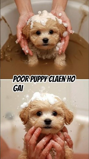 Fresh Puppy on Swing | Cute Puppy Playing After Bath | London For Family