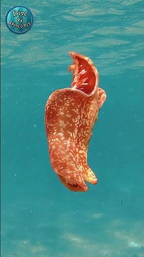 GoPro HERO 11 Underwater: Spanish Dancer | #Shorts 13