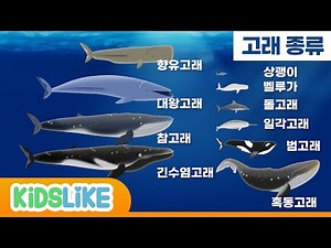 고래 친구들이랑 바닷속 여행! /고래종류 배우기