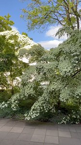 27K views · 1.2K reactions | Está e uma outra árvore cornus kousa que fica na universidade de Darmstadt. Todo mundo para em frente para admirada-la. #cornus #cornuskousa | Pássaros, insetos, árvores, e flores | Facebook
