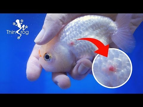 Ulcer Disease Treatment For Goldfish